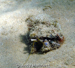 Hermit crab just casually walking towards me. by Andy Hamnett 